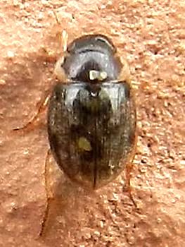 Coleottero da id.